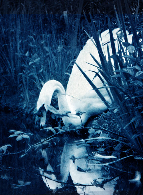 Boris Autumn